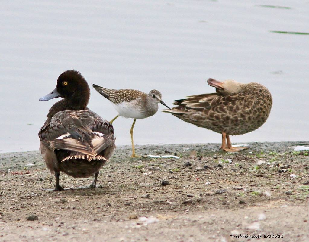 Lesser Scaup Lesser Yellowlegs and Daffy Duck mallard by Trishrg is licensed under CC BY-NC-SA 2.0.
